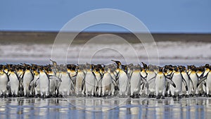King Penguins in the Falkland Islands