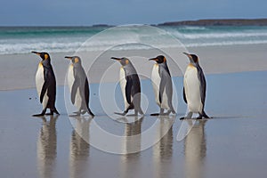 King Penguins - Falkland Islands