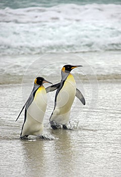 King Penguins - Falkland Islands photo