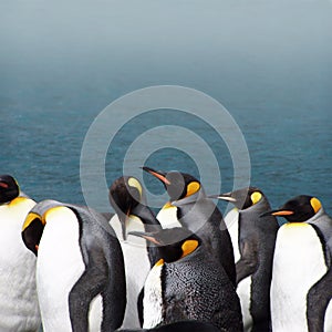 King penguins on a foggy day