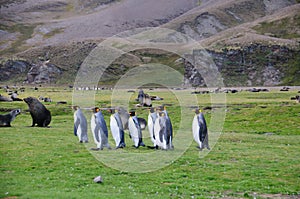 King Penguins at Fortuna Bay photo