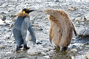 King penguins - funny chicks