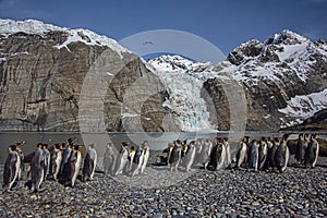 King penguins gather in large groups at Gold Harbour, South Georgia Island