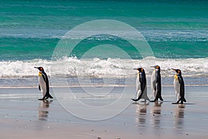 King Penguins going along ocean on Volunteer Beach, Falklands, UK