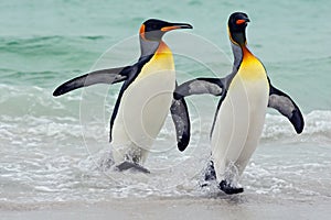 King penguins going from blue water, Atlantic ocean in Falkland Island. Sea bird in the nature habitat. Penguins in the water. Pen