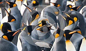 King Penguins on Gold Harbour