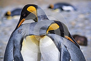 King Penguins greeting with a hug, South Georgia