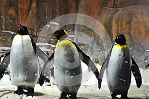 El rey pingüinos 