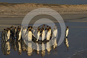 King Penguins heading to sea