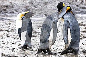 King penguins with human gesticulation photo