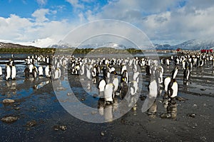 King penguins with human visitors photo
