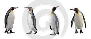 King penguins isolated