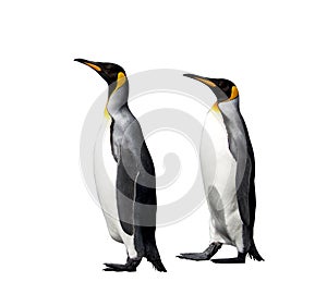 King penguins isolated on the white background