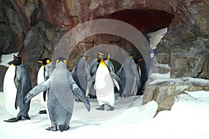 King Penguins Lining Up