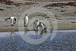 King penguins living wild at Parque Pinguino Rey, Patagonia, Chile