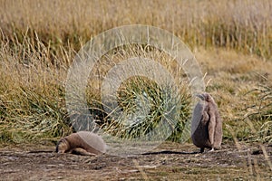 King penguins living wild at Parque Pinguino Rey, Tierra Del Fuego, Patagonia, Chile