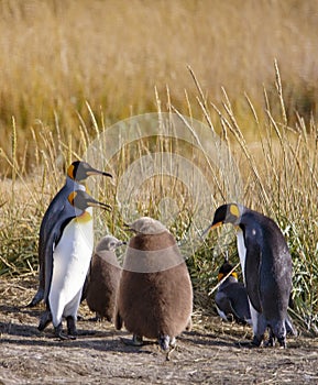 King penguins living wild at Parque Pinguino Rey, Tierra Del Fuego, Patagonia, Chile