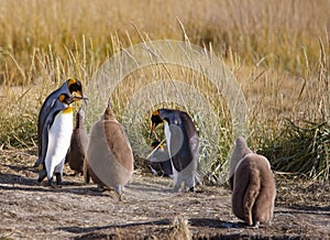 King penguins living wild at Parque Pinguino Rey, Tierra Del Fuego, Patagonia, Chile