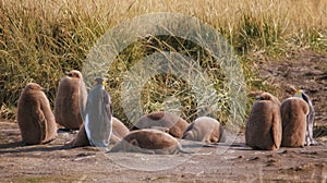 King penguins living wild at Parque Pinguino Rey, Tierra Del Fuego, Patagonia, Chile