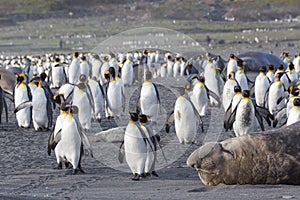 King penguins maneuver past sleeping elephant seal