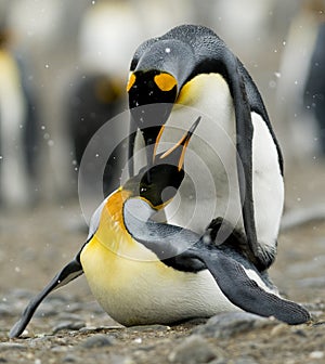 King Penguins mating in snow fall.