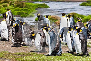 King penguins during molting