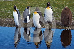 King Penguins Moulting - Falkland Islands
