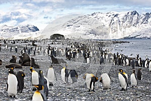 King penguins, mountains, ocean, Antarctica