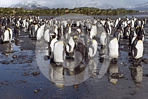 King penguins, mountains and ocean in South Geogia