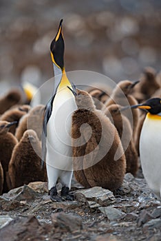 King Penguins