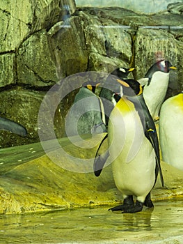 King Penguins Ready for Dinner at KC Zoo