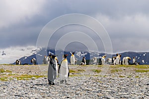 King Penguins on Salisbury plains