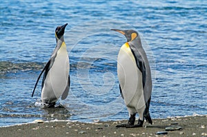 King Penguins on Salisbury plains