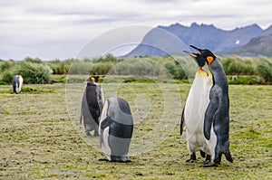 King Penguins on Salisbury plains