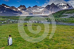 King Penguins on Salisbury plains