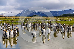 King Penguins on Salisbury plains