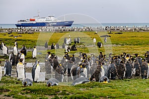 King Penguins on Salisbury plains