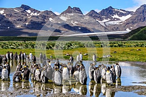 King Penguins on Salisbury Plains