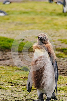 King Penguins on Salisbury plains