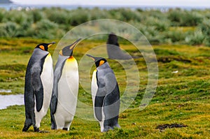 King Penguins on Salisbury Plains