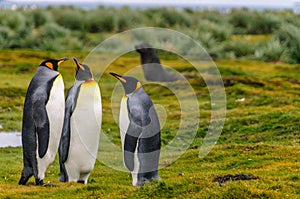 King Penguins on Salisbury Plains