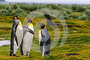 King Penguins on Salisbury Plains