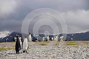 King Penguins on Salisbury plains photo