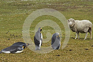 King Penguins on a sheep farm in the Falkland Islands