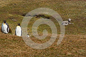 King Penguins on a Sheep Farm - Falkland Islands