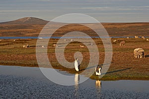 King Penguins on a Sheep Farm - Falkland Islands