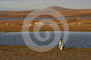 King Penguins on a Sheep Farm - Falkland Islands