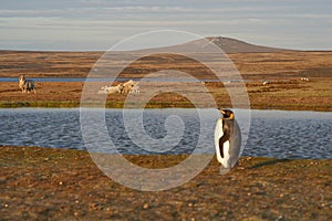 King Penguins on a Sheep Farm - Falkland Islands