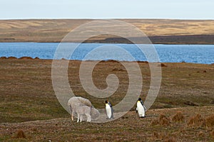 King Penguins on a Sheep Farm - Falkland Islands