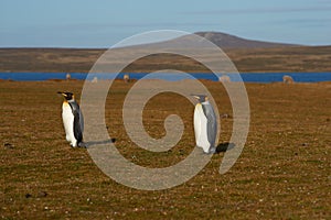 King Penguins on a Sheep Farm - Falkland Islands